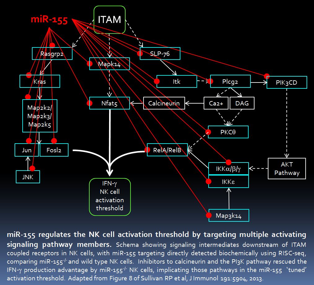 mir-155 regulates the NK cell activation threshold by targeting multiple activating signnaling pathway members. Schema showing signaling intermediates downstream of ITAM coupled receptors in NK cells, with miR-155 targeting directly detected biochemically using RISC-seq, comparing miR-155 and wild type NK cells. Inhibitors to calcineurin and the PI3K pathway rescued the IFN-y production advantage by miR-155 NK cells, implicating those pathways in the MiR-155 'tuned' activation threshold. Adapted from Figure 8 of Sullivan RP et al, J Immunol 191:5904, 2013.