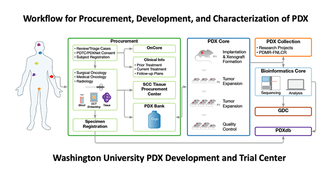 Workflow for procurement, development, and characterization of PDX