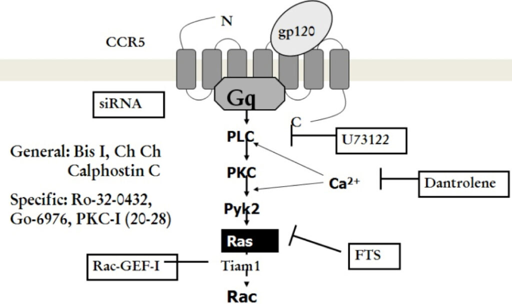 CCR5 graphic