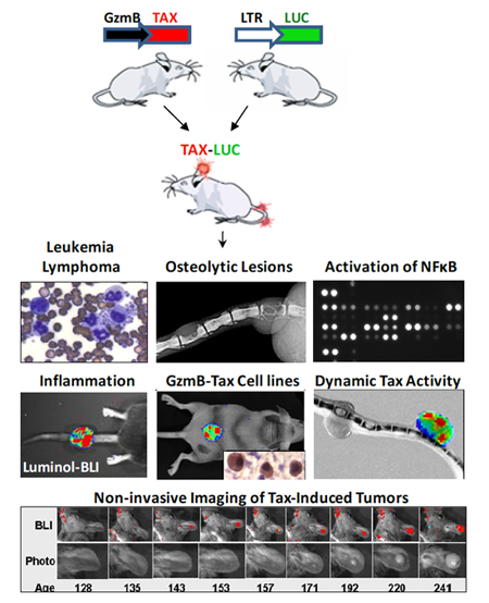 Tax transgenic mice model of ATLL