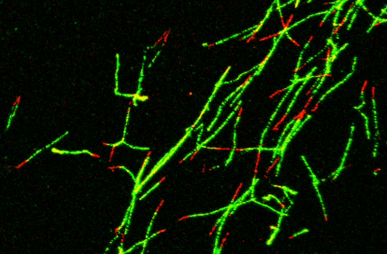 Vindigni lab graphic