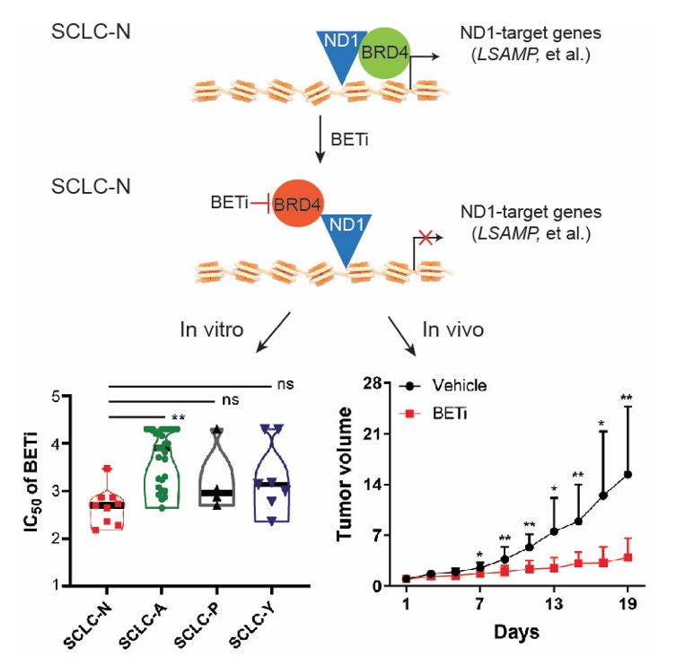 1) BET inhibitors are a potential targeted therapy for SCLC-N subtype tumors (Mol Cancer Res, 2023;21(2):91-101)