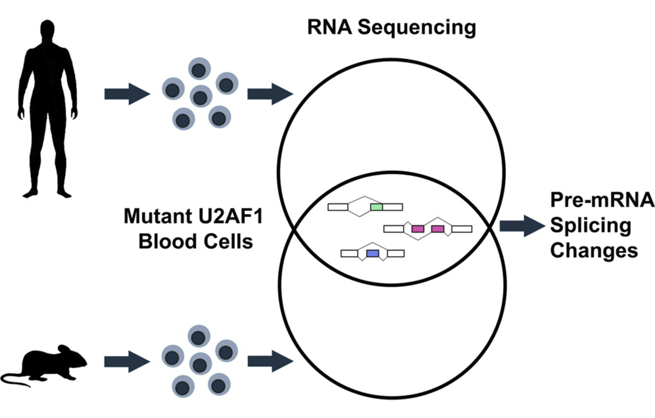 Missense mutations were detected in codons 34 and 157 of U2AF1 in 11% of patients with myelodysplastic syndromes (MDS)